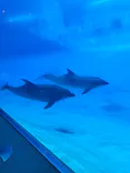 名古屋港水族館に投稿された画像（2026/6/13）