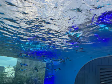 サンシャイン水族館に投稿された画像（2026/6/13）
