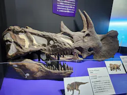 大絶滅展ー生命史のビッグファイブ（名古屋会場）に投稿された画像（2026/6/13）