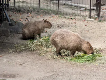 名古屋市東山動植物園に投稿された画像（2026/6/13）