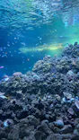 葛西臨海水族園に投稿された画像（2026/6/13）