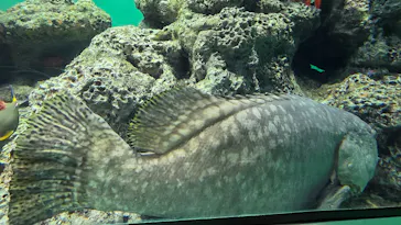 葛西臨海水族園に投稿された画像（2026/6/13）
