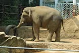 恩賜上野動物園に投稿された画像（2026/6/13）