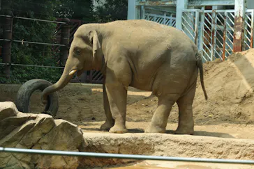 恩賜上野動物園に投稿された画像（2026/6/13）
