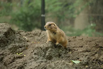 恩賜上野動物園に投稿された画像（2026/6/13）
