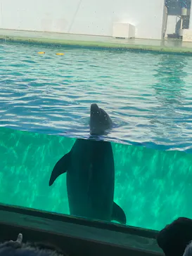 しながわ水族館に投稿された画像（2026/6/13）