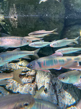 しながわ水族館に投稿された画像（2026/6/13）