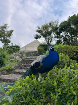 伊豆シャボテン動物公園に投稿された画像（2026/6/13）