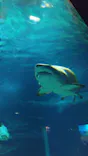 アクアワールド茨城県大洗水族館に投稿された画像（2026/6/13）