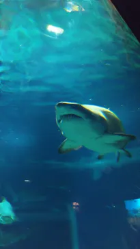 アクアワールド茨城県大洗水族館に投稿された画像（2026/6/13）