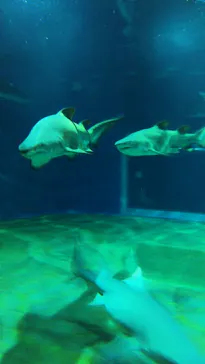 アクアワールド茨城県大洗水族館に投稿された画像（2026/6/13）