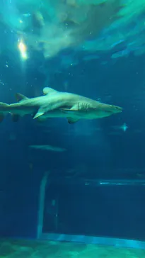アクアワールド茨城県大洗水族館に投稿された画像（2026/6/13）