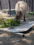 日立市かみね動物園に投稿された画像（2026/6/13）