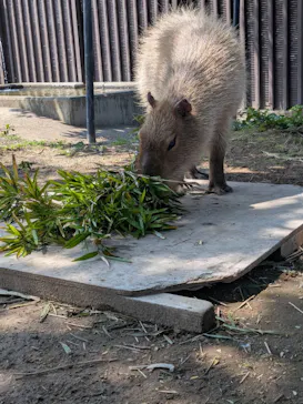 日立市かみね動物園に投稿された画像（2026/6/13）