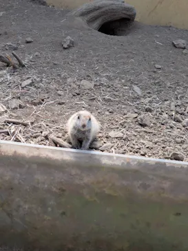 日立市かみね動物園に投稿された画像（2026/6/13）