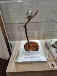 特別展「鳥 ～ゲノム解析が解き明かす新しい鳥類の系統～」に投稿された画像（2026/6/13）
