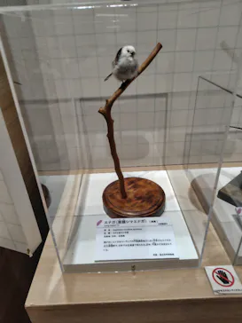 特別展「鳥 ～ゲノム解析が解き明かす新しい鳥類の系統～」に投稿された画像（2026/6/13）