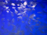 アクアワールド茨城県大洗水族館に投稿された画像（2026/6/13）