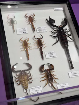 特別展「超危険生物展　科学で挑む生き物の本気」に投稿された画像（2026/6/13）