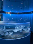 広島もとまち水族館に投稿された画像（2026/6/13）