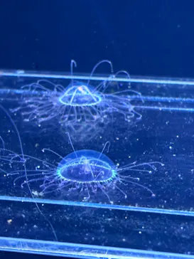 マリンワールド海の中道に投稿された画像（2026/6/13）
