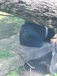 恩賜上野動物園に投稿された画像（2026/6/13）