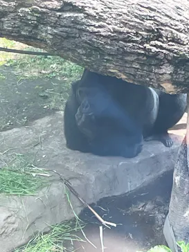 恩賜上野動物園に投稿された画像（2026/6/13）