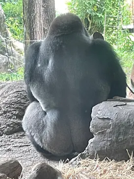 恩賜上野動物園に投稿された画像（2026/6/13）
