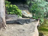 恩賜上野動物園に投稿された画像（2026/6/13）