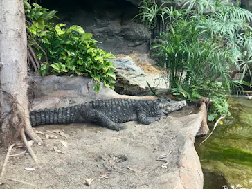 恩賜上野動物園に投稿された画像（2026/6/13）