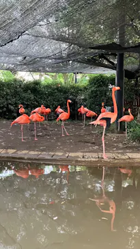 恩賜上野動物園に投稿された画像（2026/6/13）