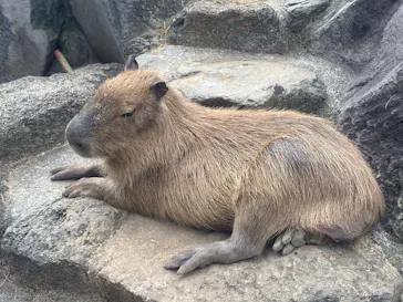 伊豆シャボテン動物公園に投稿された画像（2026/6/13）