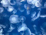 葛西臨海水族園に投稿された画像（2026/6/13）