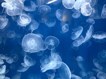 葛西臨海水族園に投稿された画像（2026/6/13）
