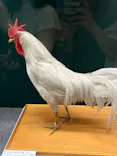 特別展「鳥 ～ゲノム解析が解き明かす新しい鳥類の系統～」に投稿された画像（2026/6/13）