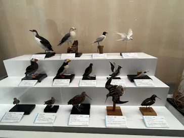 特別展「鳥 ～ゲノム解析が解き明かす新しい鳥類の系統～」に投稿された画像（2026/6/13）
