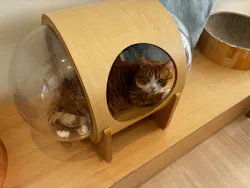Cat Café MOFF 名古屋PARCO店に投稿された画像（2026/6/13）