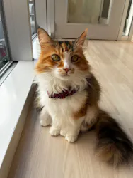 Cat Café MOFF 名古屋PARCO店に投稿された画像（2026/6/13）