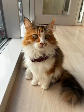 Cat Café MOFF 名古屋PARCO店に投稿された画像（2026/6/13）