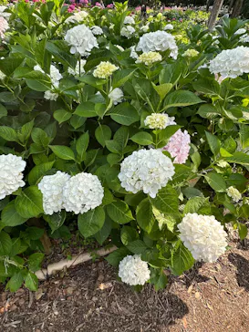 万博記念公園に投稿された画像（2026/6/13）