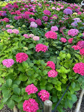万博記念公園に投稿された画像（2026/6/13）