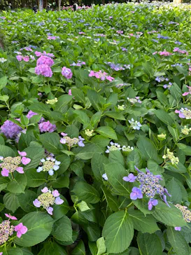 万博記念公園に投稿された画像（2026/6/13）