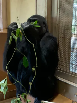 名古屋市東山動植物園に投稿された画像（2026/6/13）