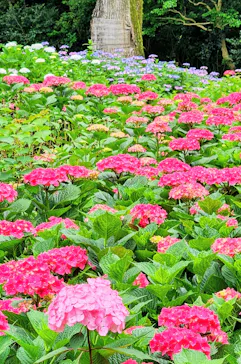 万博記念公園に投稿された画像（2026/6/13）