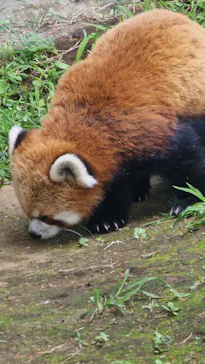 恩賜上野動物園に投稿された画像（2026/6/14）