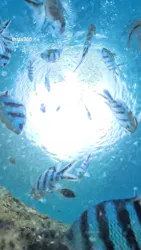 青の洞窟専門店　沖縄ダイビングショップ和に投稿された画像（2026/6/14）