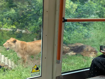 多摩動物公園 ライオンバス乗車券に投稿された画像（2026/6/14）