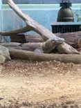 名古屋市東山動植物園に投稿された画像（2026/6/14）