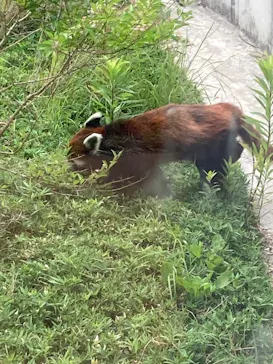 名古屋市東山動植物園に投稿された画像（2026/6/14）