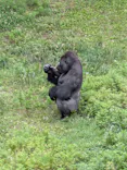 名古屋市東山動植物園に投稿された画像（2026/6/14）